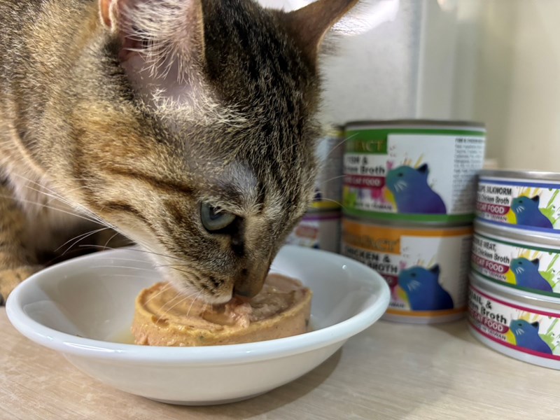 女人知己試用大隊,口碑行銷,部落客行銷,PURRFACT 波菲特貓用主食罐,主食罐,PURRFACT波菲特,貓主食罐,貓罐,PURRFACT波菲特貓用主食罐,魚肉蔓越莓主食罐,鮮嫩雞主食罐,鹿肉雞肉主食罐,牛肉鵪鶉貓主食罐,干貝蠶蛹配方,鱷魚肉白木耳配方,雞肉魚肉配方,安心鶉配方,評價,體驗,適口性佳,心得,成貓適用,高齡貓適用,質地是慕絲狀